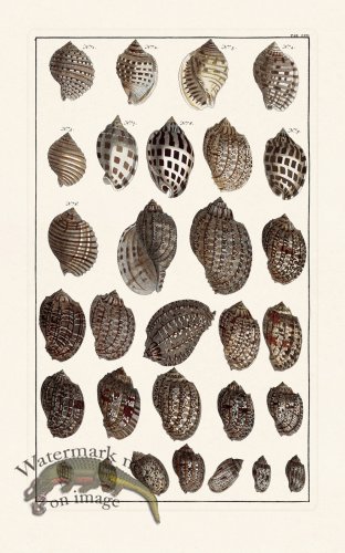 (image for) Seba B2 070