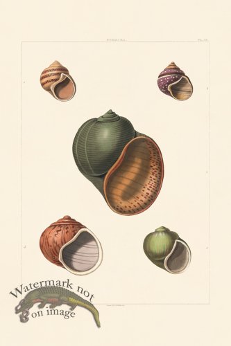 (image for) Perry Shell 38