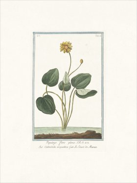 Bonelli 430 Marsh Marigold