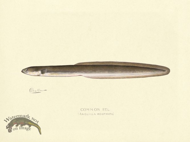 Common Eel