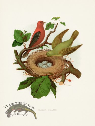 (image for) Thomas Gentry Bird 21