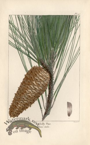 (image for) Loblolly Pine