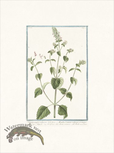 (image for) Bonelli 280 Cat Mint