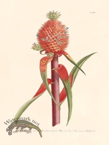 (image for) Trew Botanical 03