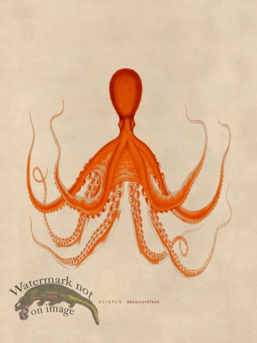 (image for) Octopus Orange 19