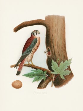 Thomas Gentry Bird 35