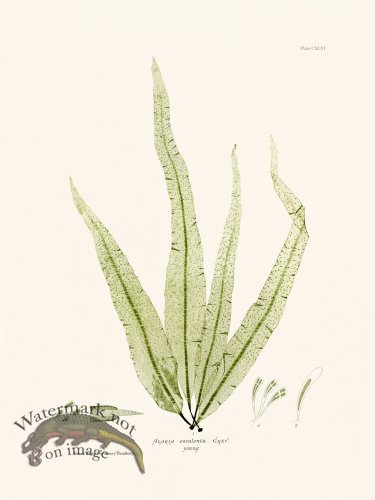 (image for) Bradbury Seaweed 146