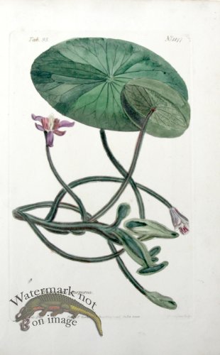 (image for) Curtis Lily 04