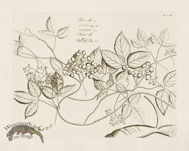 (image for) HORTUS VOl 07 09