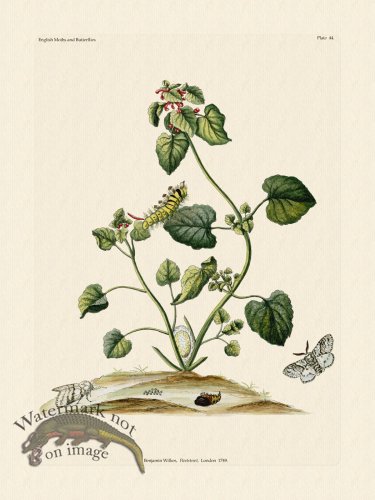 (image for) Wilkes Butterflies 044