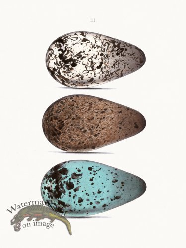 (image for) Oology 03