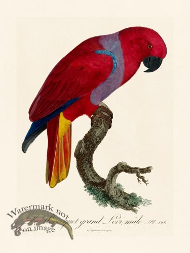 (image for) Barraband Parrot 126