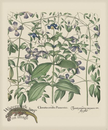 (image for) Besler 300 Colored B2