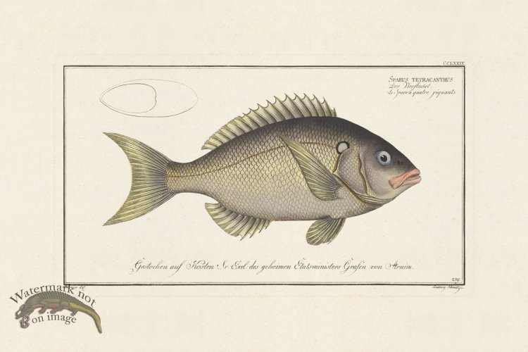 (image for) BLOCH FISH 279