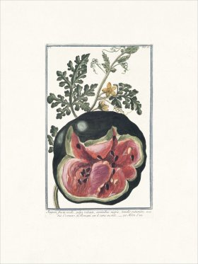 Bonelli 068 Watermelon