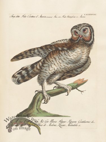 (image for) Manetti 098