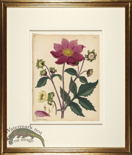 (image for) Andrews Botanicals in Gold Frame 07