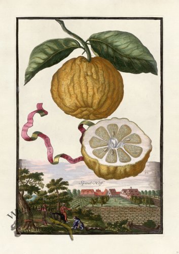 (image for) Volckamer 020