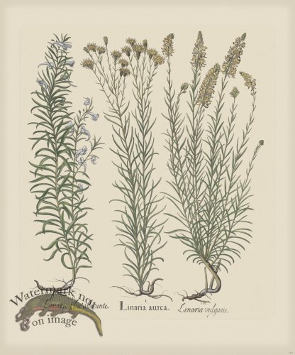 (image for) Besler 163 Colored B2