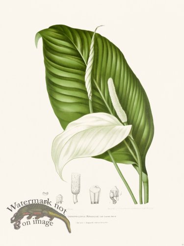 (image for) Horticulture of Java 13