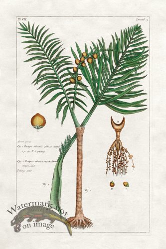 (image for) Buchoz Palm 11