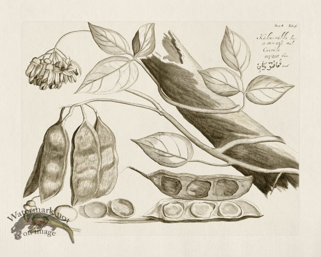 (image for) HORTUS VOl 08 36