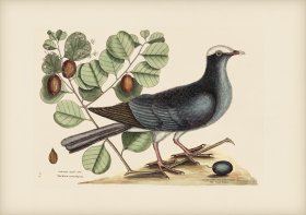 025 White Crowned Piegon