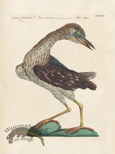 (image for) Manetti 421