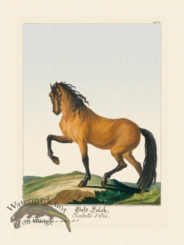 (image for) Ridingers Horses 38