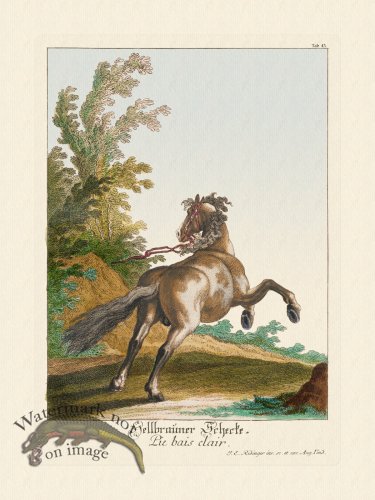 (image for) Ridingers Horses 43