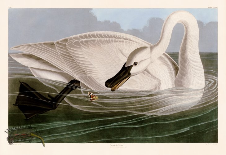 (image for) 406 Trumpeter Swan