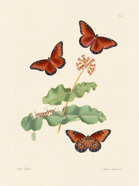 Abbot Butterfly 007