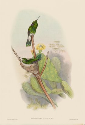 Gould Hummingbird 223