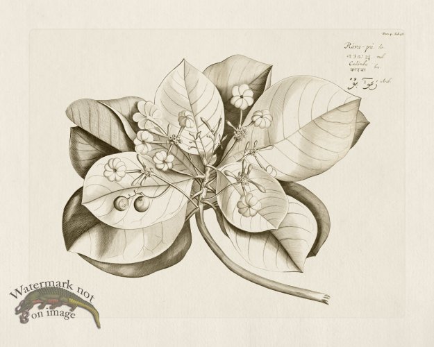 (image for) HORTUS VOL 04 48