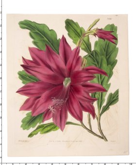 Curtis Botanical 063