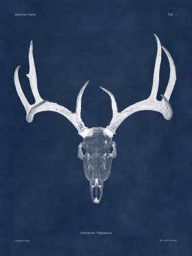 Blue Bones 01 White Tail