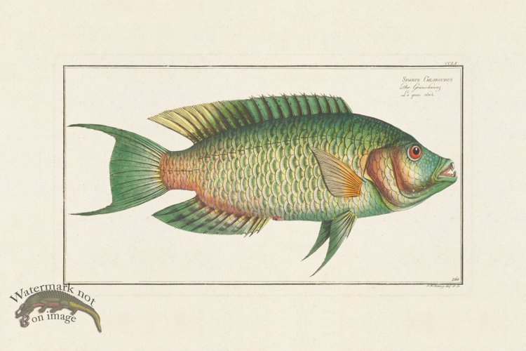 (image for) BLOCH FISH 260