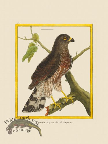 (image for) Martinet Bird 464