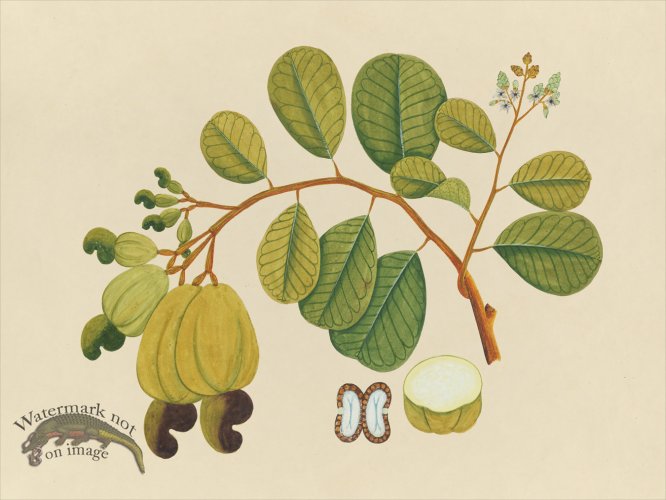 Far East Fruit and Flowers 23