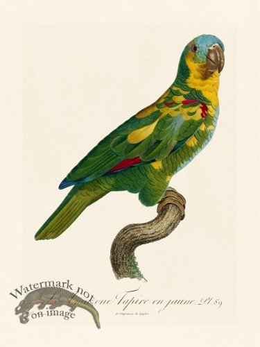 (image for) Barraband Parrot 089