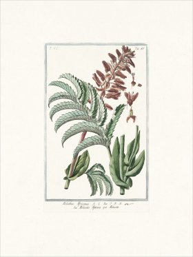 Bonelli 666 Meliante