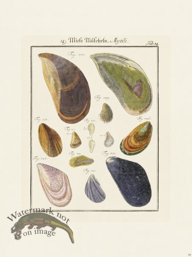 (image for) Martini Shells 083