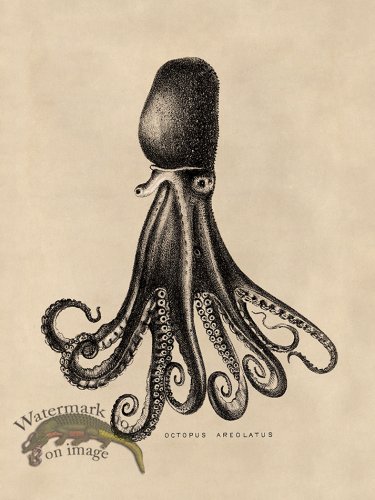 (image for) Octopus Tan 14