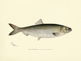 Sea Herring