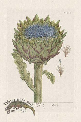 (image for) BEE 458 Artichoke