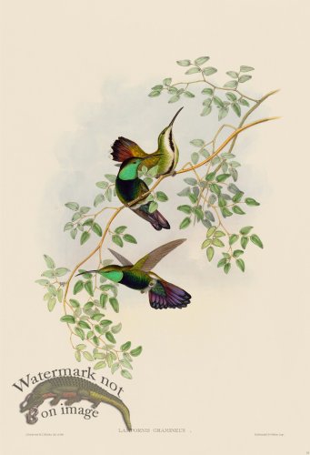 (image for) Gould Hummingbird 077