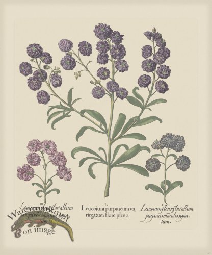 (image for) Besler 167 Colored B2