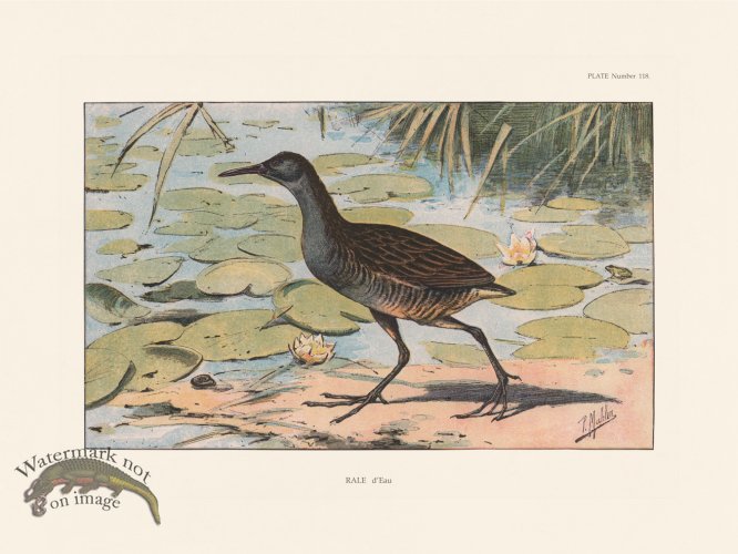 (image for) Les Chiens 118