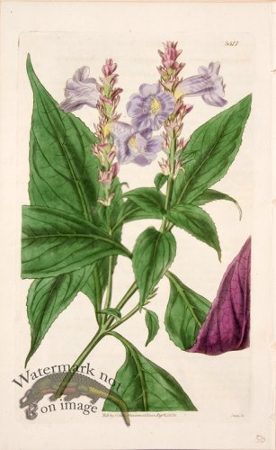 (image for) CBMS_0062