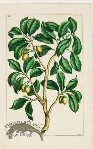 (image for) Buchoz Bot 68